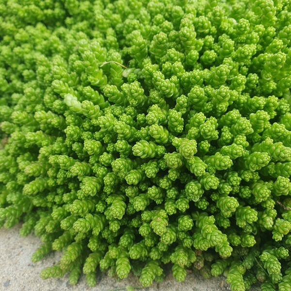 50 Stück lebende Pflanze Sedum Acre, Aureum, Goldmoos, bemooste Fetthenne, grünes Dach, goldener Teppich, immergrüner mehrjähriger Bodendecker