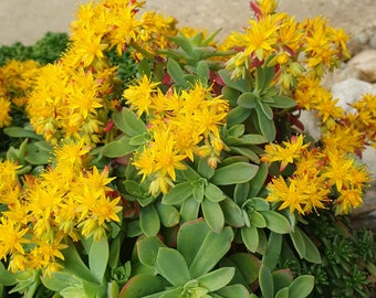 Sedum Palmeri, 10 esquejes - planta sin tierra, cesta colgante de flores, suculenta perenne siempre verde,