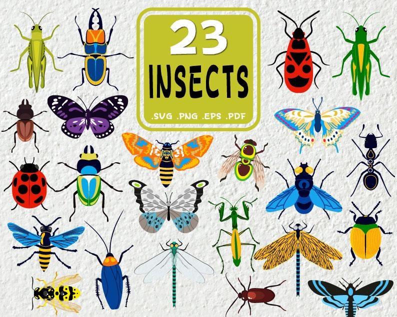 Insect SVG Bundle: Vector Clipart (PNG, PDF) - Etsy