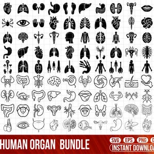 May include: A black and white illustration of various human organs, including the brain, heart, lungs, and kidneys. The image also includes silhouettes of the human body and internal systems. The text "HUMAN ORGAN BUNDLE" is displayed at the bottom.