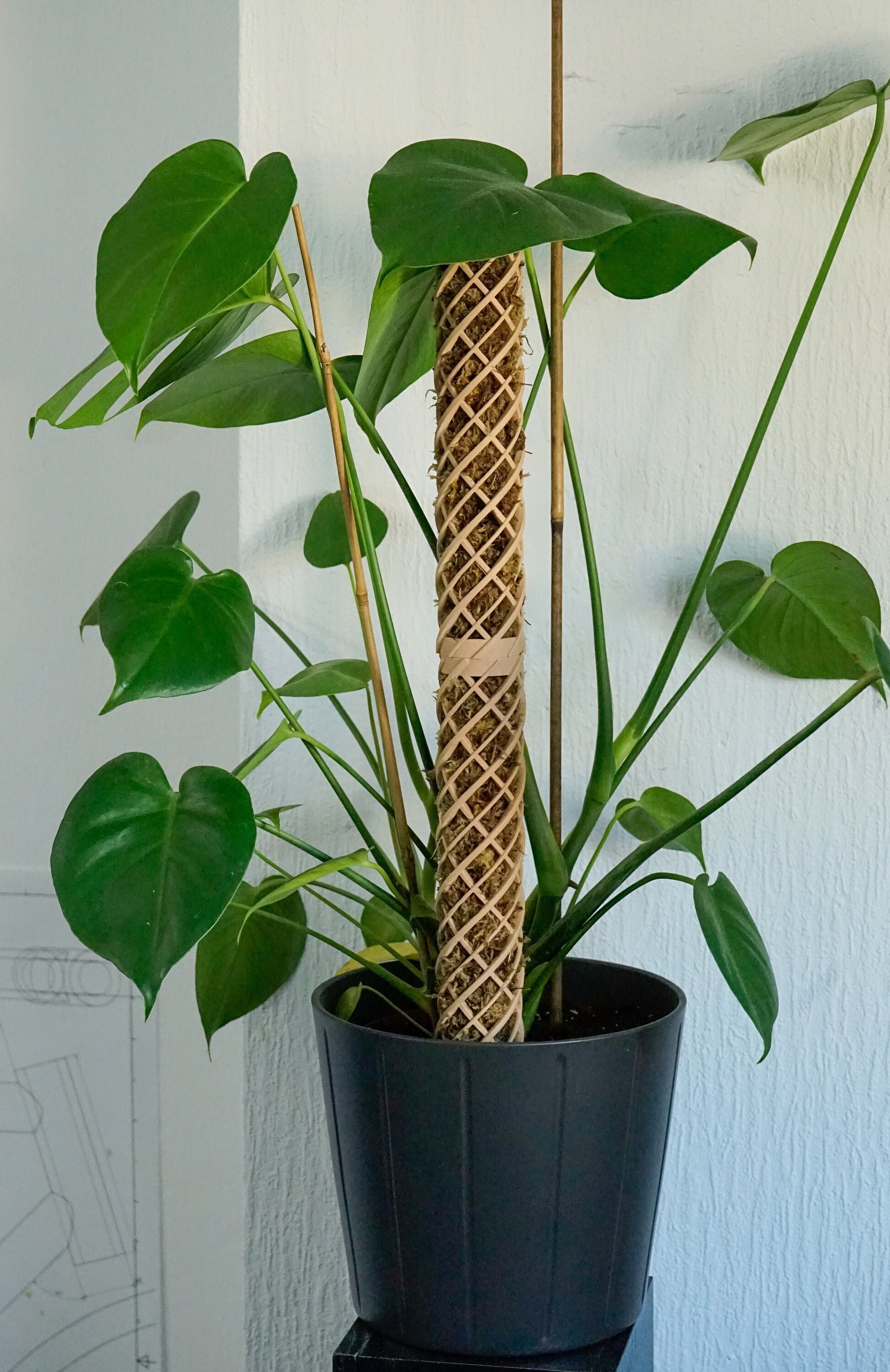 Plant Tape Pull Your Plants up Reusable Tape Strong Support for Climbing  Plants Adjustable Support Indoor Plants 