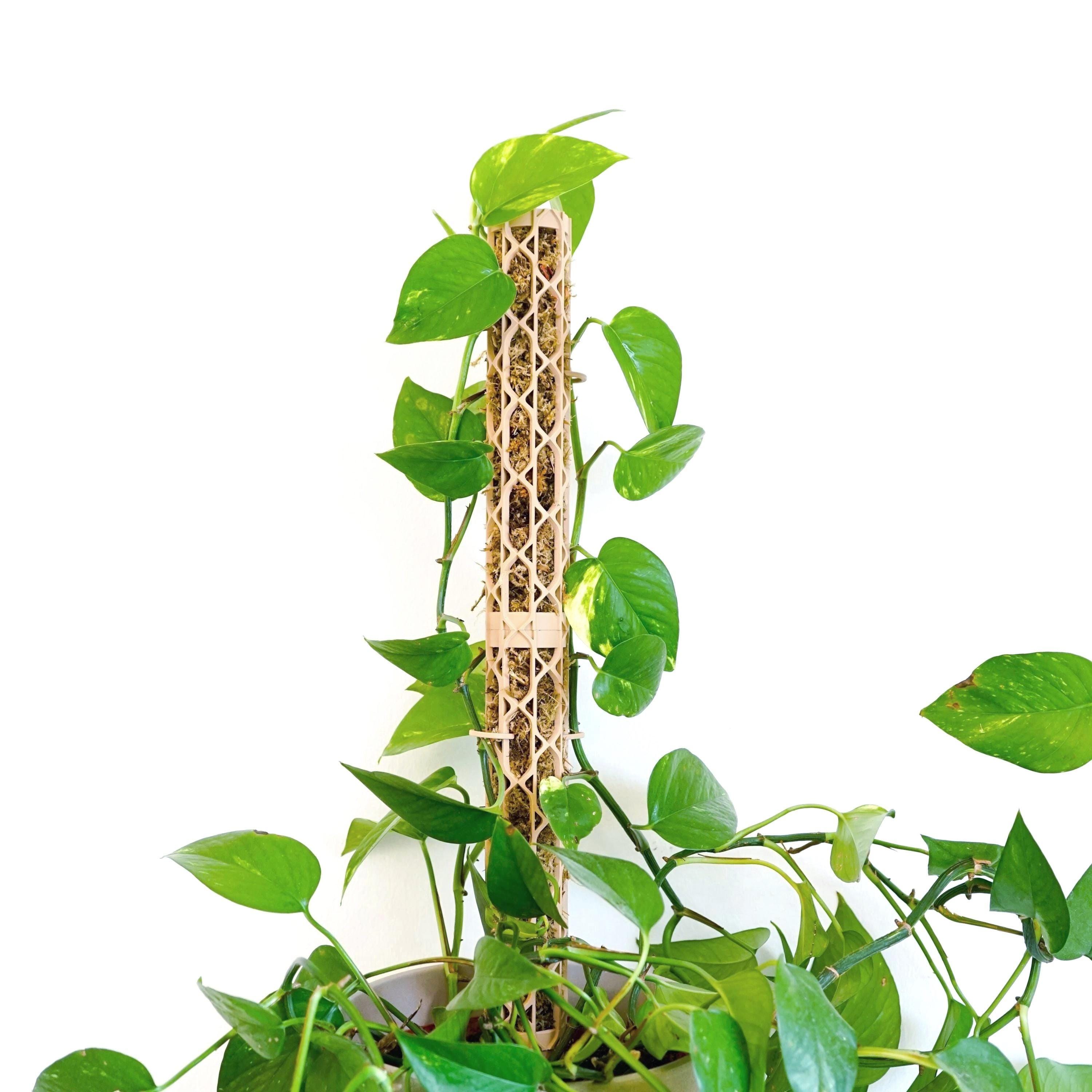 Nexus Moosstab Set Rankhilfe fr Zimmerflanzen Moosstab Monstera | beige  schwarz - Etsy.de