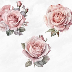 May include: Three watercolor illustrations of pink roses with green leaves. The roses are in various stages of bloom, with some buds and some fully open flowers.