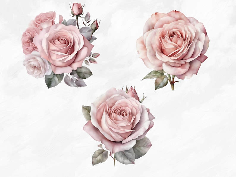 May include: Three watercolor illustrations of pink roses with green leaves. The roses are in various stages of bloom, with some buds and some fully open flowers.
