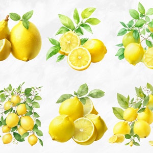Watercolor Lemon Clipart, 11 PNG Lemons Clipart, Fruit Clipart, Citrus ...