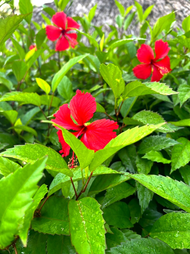 Dominican Republic Flowers, Beaches and Palm Trees Etsy