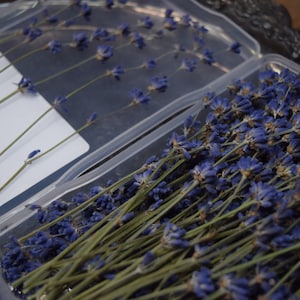 May include: Dried lavender flowers in clear plastic containers. The flowers are arranged in rows and are a light purple color.