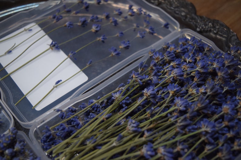 May include: Dried lavender flowers in clear plastic containers. The flowers are arranged in rows and are a light purple color.