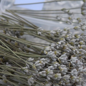 May include: A close-up of a clear plastic container filled with dried lavender sprigs. The lavender is a light gray color and the stems are a light brown color.