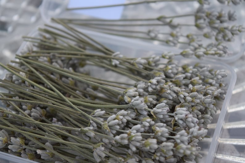 May include: A close-up of a clear plastic container filled with dried lavender sprigs. The lavender is a light gray color and the stems are a light brown color.
