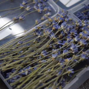 May include: A clear plastic container filled with dried lavender flowers. The lavender is arranged in bundles with the stems facing the same direction. The container is sitting on a dark surface.