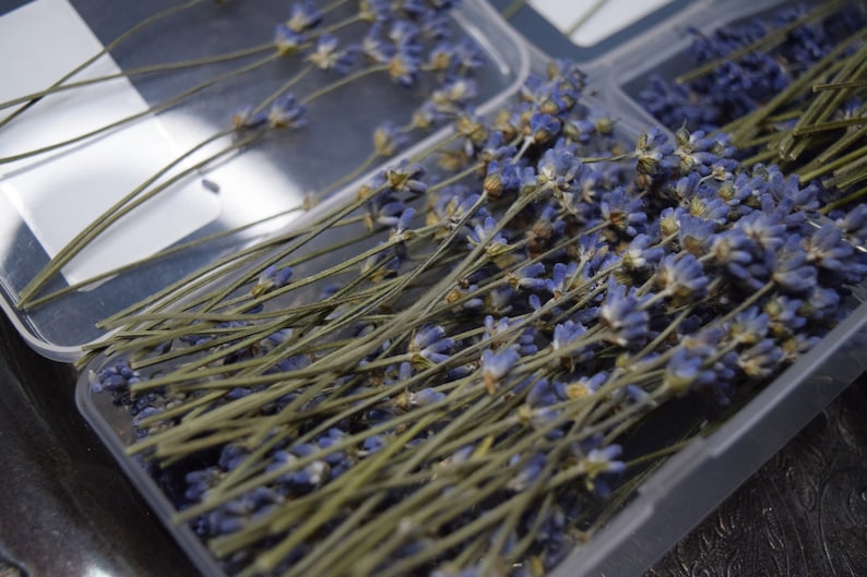 May include: A clear plastic container filled with dried lavender flowers. The lavender is arranged in bundles with the stems facing the same direction. The container is sitting on a dark surface.