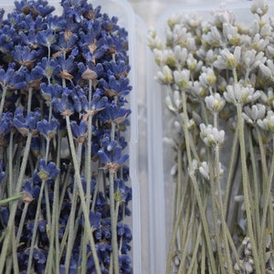 May include: Two clear plastic containers filled with dried lavender flowers. One container has purple lavender flowers and the other has white lavender flowers.