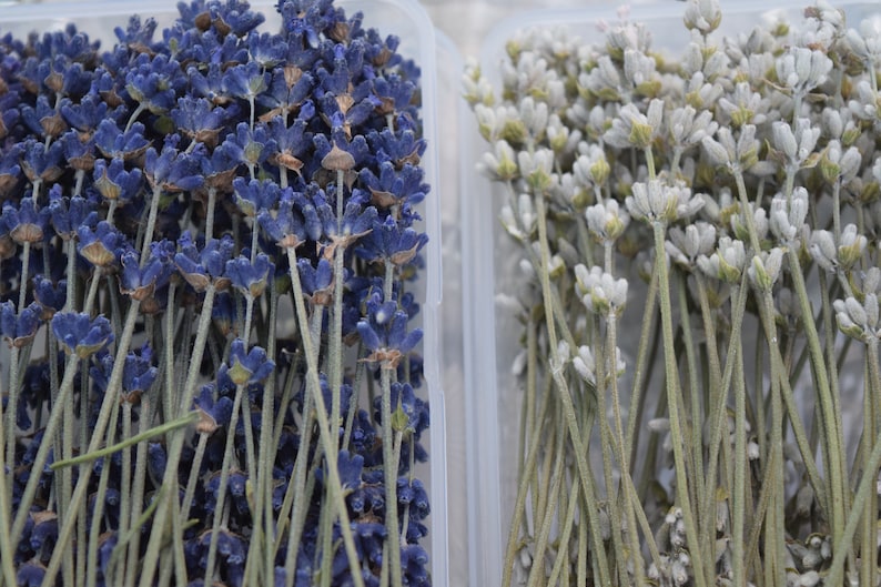 May include: Two clear plastic containers filled with dried lavender flowers. One container has purple lavender flowers and the other has white lavender flowers.