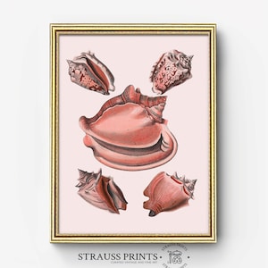 An arrangement of sea conches l Sea Shells Art l Fine Art | Pink-Gray Color | Illustration| Famous Art Print l Wall Art l Printable Download
