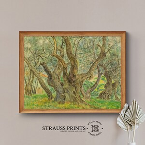 May include: A vintage art print of a detailed pencil drawing of a grove of olive trees with thick trunks and branches. The trees are drawn in shades of green, brown, and yellow, with a light blue background.
