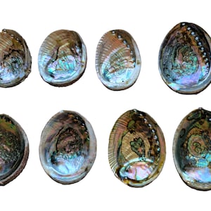 Rainbow Abalone Shell | Perfect for Smudging | 3-6+ Inches | Seashell Burner & Smudge Bowl | Abalone Shell for Rituals and Altar Decor