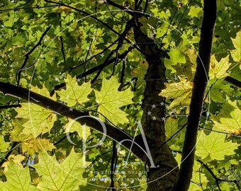 Nature photography print download - bright and colorful tree perspective - for wall decor, desktops, design, etc.