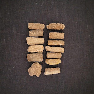 Divination, lecture de fossiles de bélemnites moulés