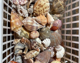 Seashells Art, Seashells for Crafts, Natural Seashells, Natural Shells,  Natural Sea Shells, Seashell Decorations, Florida Seashells 