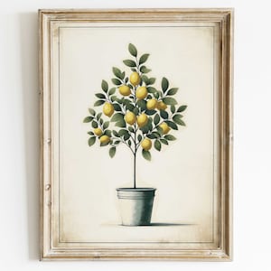 Op de afbeelding: Een vintage botanische illustratie van een citroenboom met groene bladeren en gele citroenen in een witte pot. De illustratie is ingelijst in een licht houten lijst.
