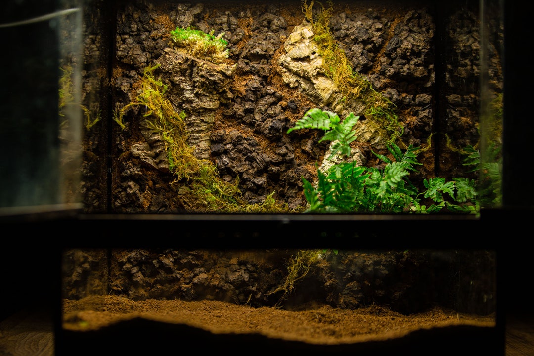 Naturalistic Reptile Enclosure Background Etsy