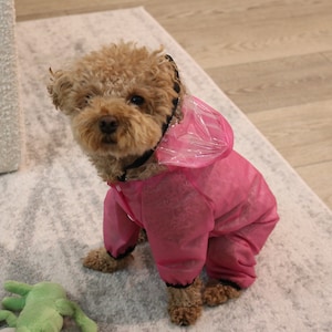 May include: A small brown and white dog wearing a pink raincoat with a clear hood. The dog is sitting on a light gray rug.