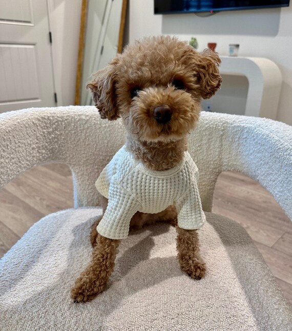 Textured Knit T shirt With Colored Buttons for Small to Medium Sized Dogs Etsy