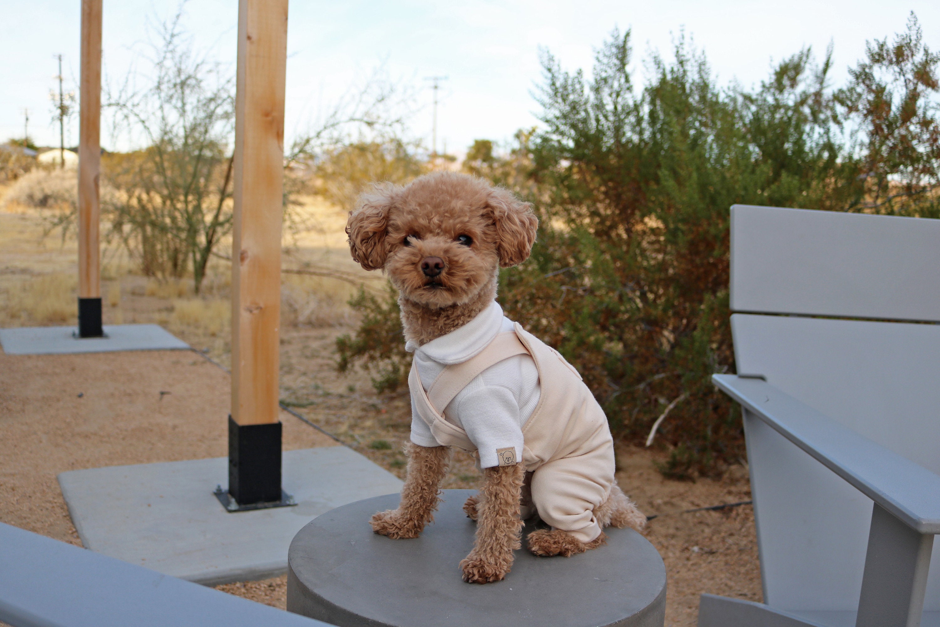 Gucci Dog Clothes Etsy