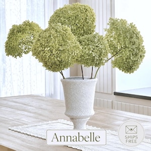 May include: A white textured vase containing several large, round, light green hydrangea flower heads. The vase has a flared rim and a pedestal base. The word Annabelle is printed in a rectangular box at the bottom of the image.
