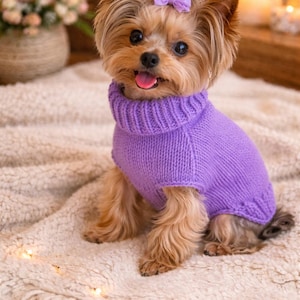 Peut inclure: Un petit Yorkshire Terrier brun et beige porte un pull à col roulé violet et un nœud assorti. Le chien est assis sur une couverture texturée de couleur crème. Le chien a une expression joyeuse avec la langue sortie.