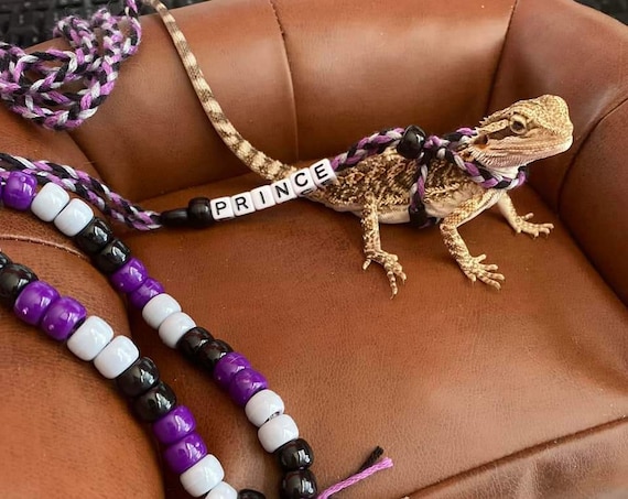 Diy Bearded Harness And Leash For Bearded Dragons Lizard Leash Diy