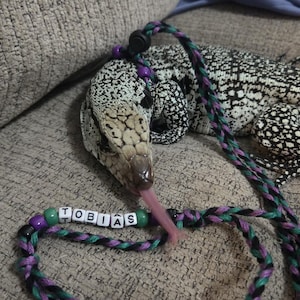 May include: A black and white tegu lizard wearing a braided leash made of purple, black, and teal cord. The leash features a black plastic cord lock and a personalised section with green and purple beads flanking white letter beads spelling TOBIAS.