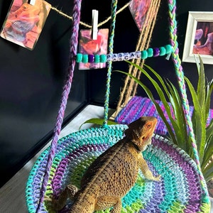Bearded Dragon Swing