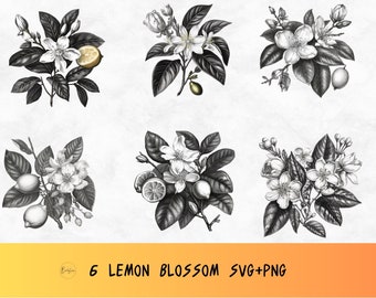 Lemon blossom svg bundle, Floral set clip art,  Blossom png, Botanical clip art, Lemon flower svg, Yellow flower png