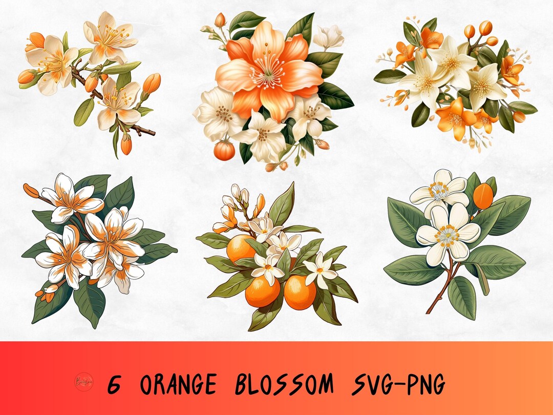 Orange Blossom Svg Bundle, Floral Set Clipart, Blossom Png, Botanical
