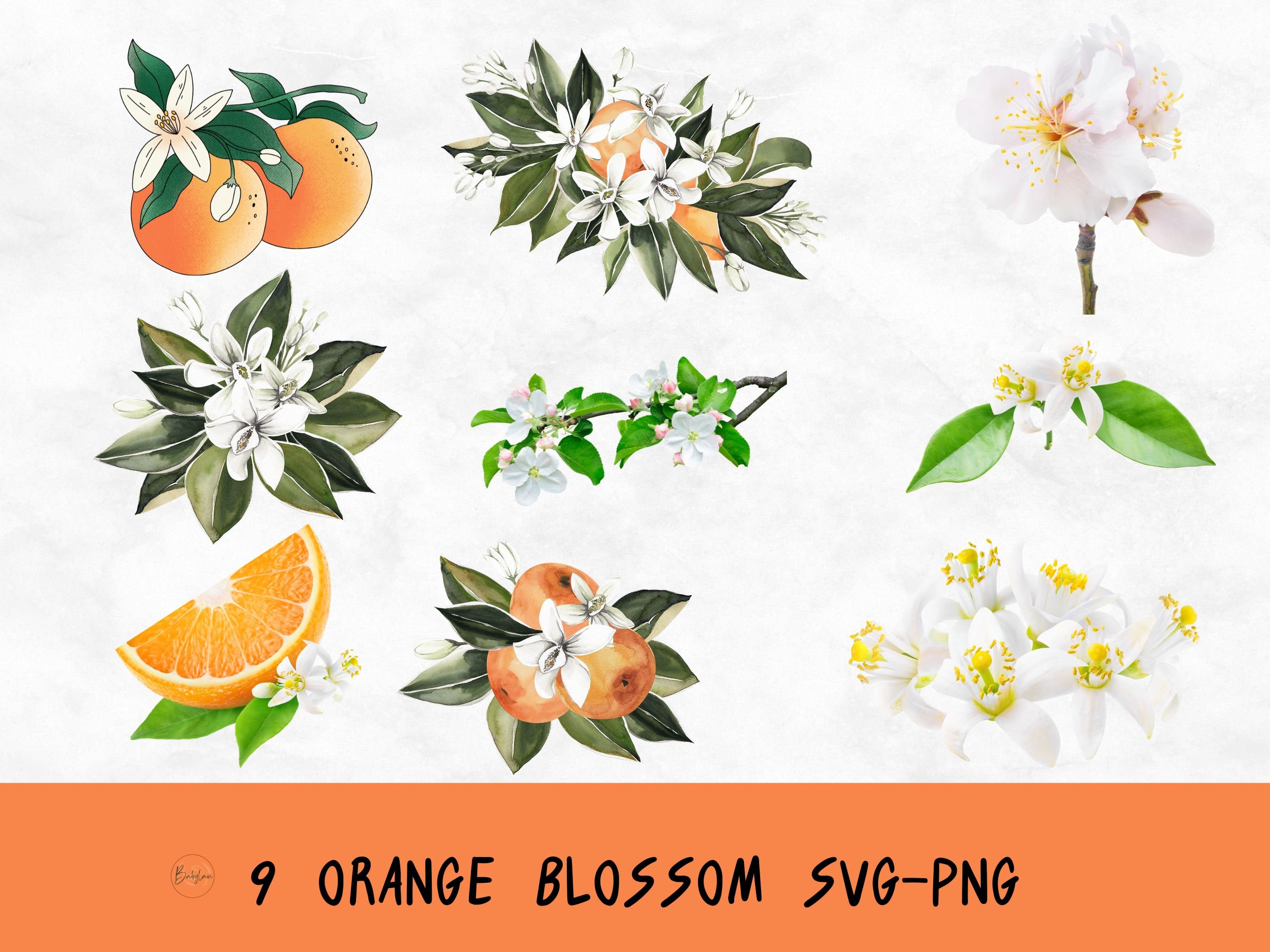 Orange Blossom Svg Bundle Floral Set Clipart Blossom Png Etsy