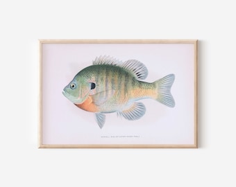 May include: A vintage illustration of a bluegill fish with green, brown, and orange markings. The fish is depicted in a realistic style with detailed scales and fins. The image is framed in a light wood frame and has the text "BLUEGILL, BLUE JOE, LEPTOMIS MECHROPS, FEMALE" printed below the fish.