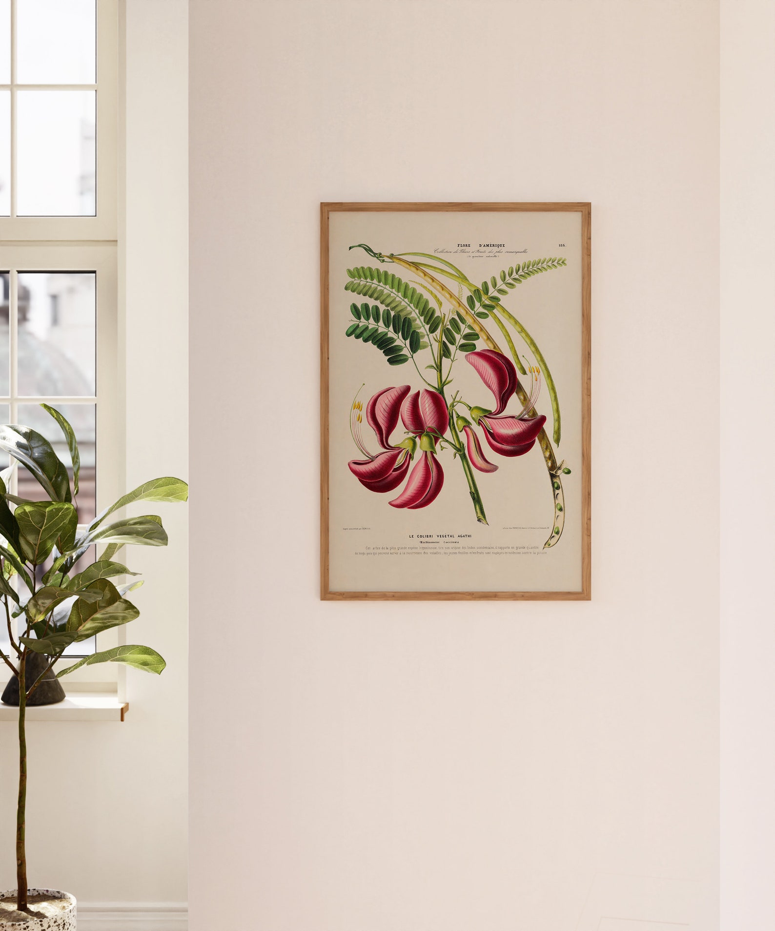 Vintage Botanical Art Print, Hand Drawn French Poster, Flower Digital ...