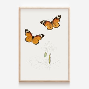 Vintage Monarch Butterfly Poster Print Life Cycle Educational Homeschool Timeless Digital Wall Art by Aureate Vintage