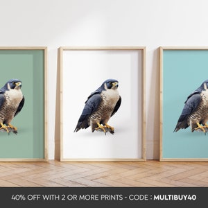 Any colour  - Peregrine falcon Print - Peregrine falcon poster - Peregrine falcon Art - Bird Prints - Any Size
