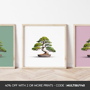 N&#39;importe quelle couleur - Bonsaï - Pinus Aristata - Bristlecone Pine - Affiche de bonsaï - Toutes les tailles