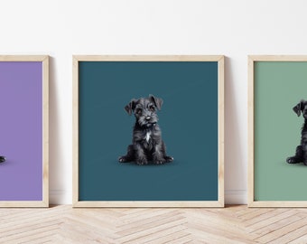 Any colour - Kerry Blue Terrier puppy poster - Kerry Blue Terrier puppy print - Dog print - Dog Art - Any Size