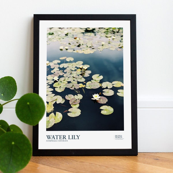 Water Lily Poster Premium Fine Art Photography Botany Print Gift for Gardeners Photograph Flowers Wall Art Colour Film