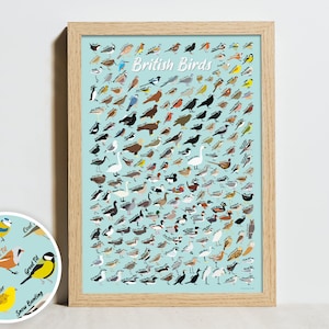Póster de aves británicas - 200 aves / Póster de aves / Aves ilustradas / A4, A3, A2 / Impresión de aves del Reino Unido / Póster de identificación de aves