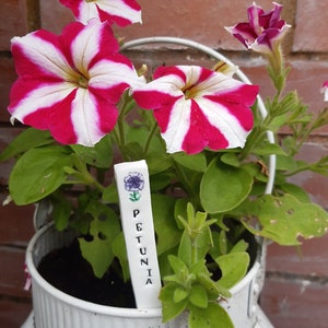 Pu&ograve; includere: Un vaso di ceramica bianco con petunie a strisce rosa e bianche. Il vaso ha un'etichetta bianca con la scritta "PETUNIA" in lettere nere.