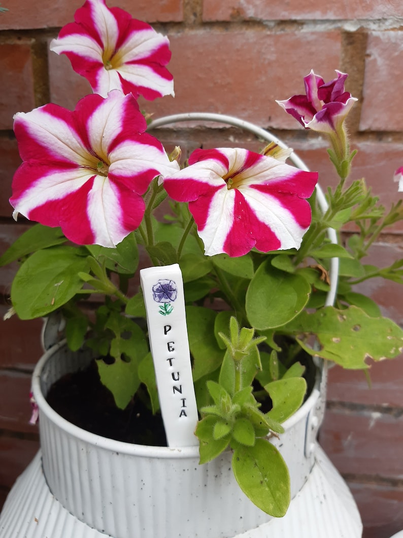 Pu&ograve; includere: Un vaso di ceramica bianco con petunie a strisce rosa e bianche. Il vaso ha un'etichetta bianca con la scritta "PETUNIA" in lettere nere.