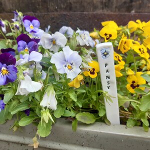 Pu&ograve; includere: Primo piano di un vaso con una variet&agrave; di violette viola, blu, bianche e gialle. Un'etichetta per piante in ceramica bianca con la parola "PANSY" &egrave; visibile nel vaso.