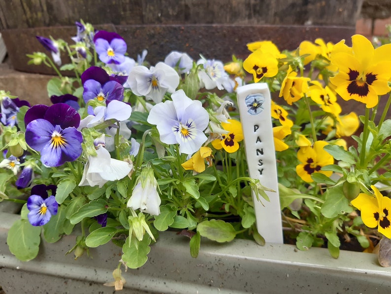 Pu&ograve; includere: Primo piano di un vaso con una variet&agrave; di violette viola, blu, bianche e gialle. Un'etichetta per piante in ceramica bianca con la parola "PANSY" &egrave; visibile nel vaso.