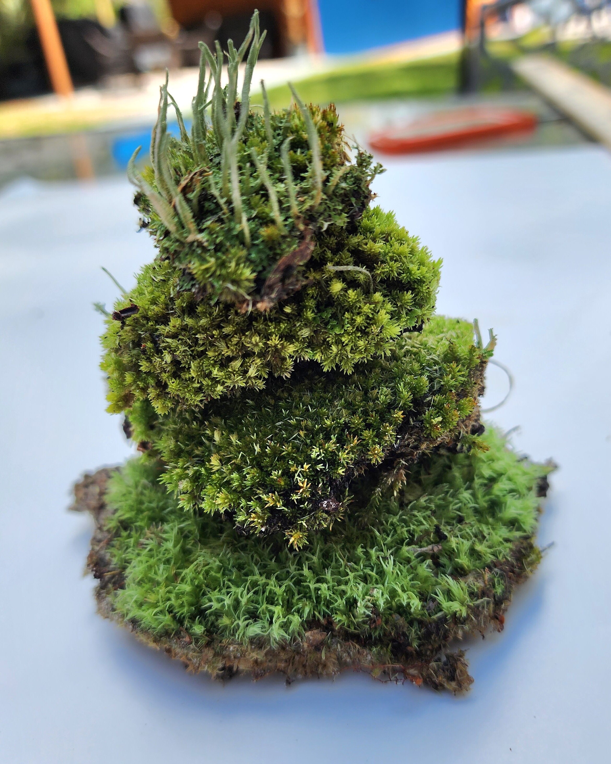 BioDude Live Terrarium Moss - Natural Pillow Moss